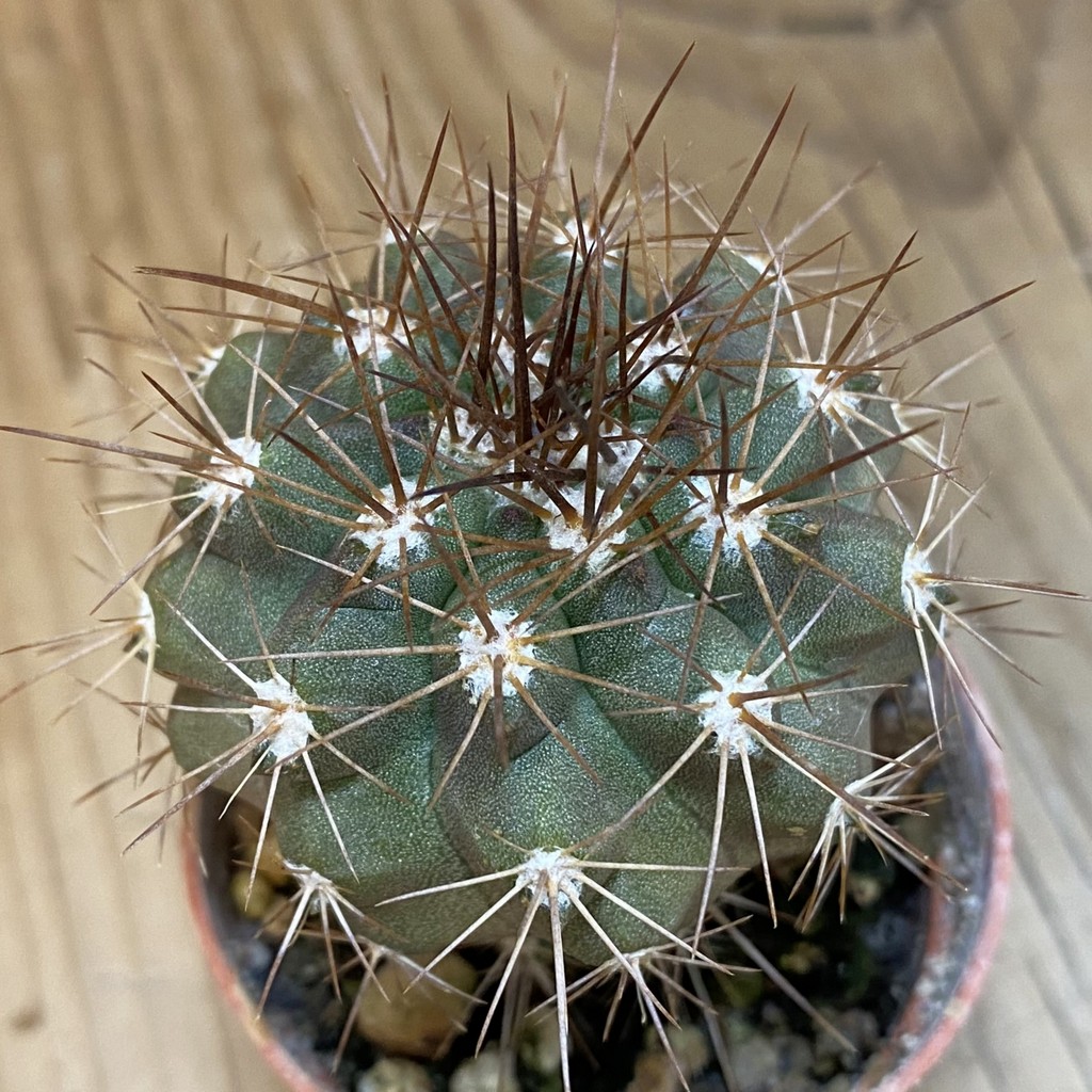 SH21016 Copiapoa grandiflora Sl-41c-24, grafted