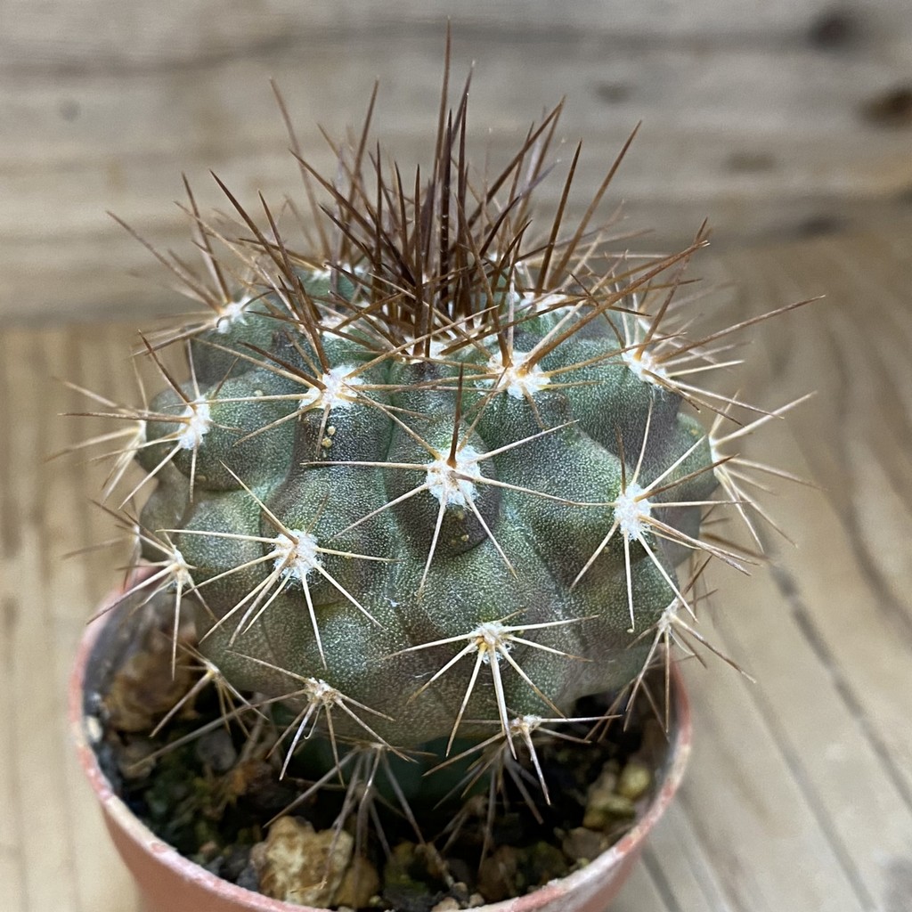 SH21016 Copiapoa grandiflora Sl-41c-24, grafted - Image 2