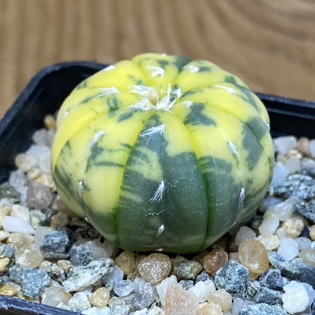 SH13964 Astrophytum asterias f. variegata - Image 2