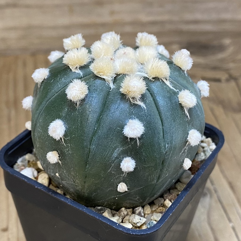 SH1982 Astrophytum asterias 'Ooibo', seedling - Image 2