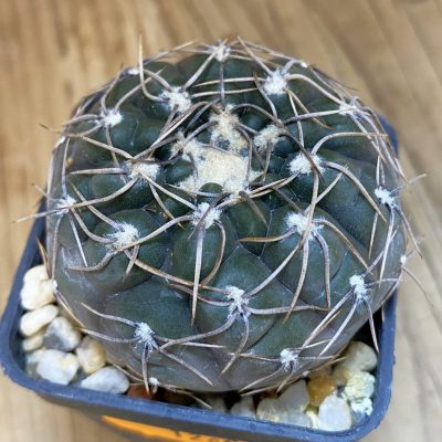 SH1260 Gymnocalycium borthii ssp. nogolense VG 411