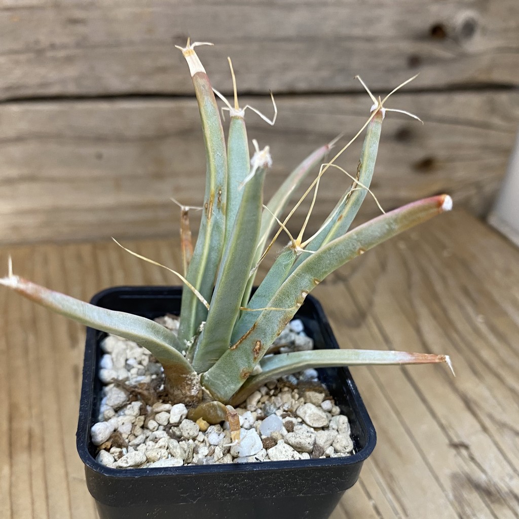 DP27594 Leuchtenbergia principis - Image 2