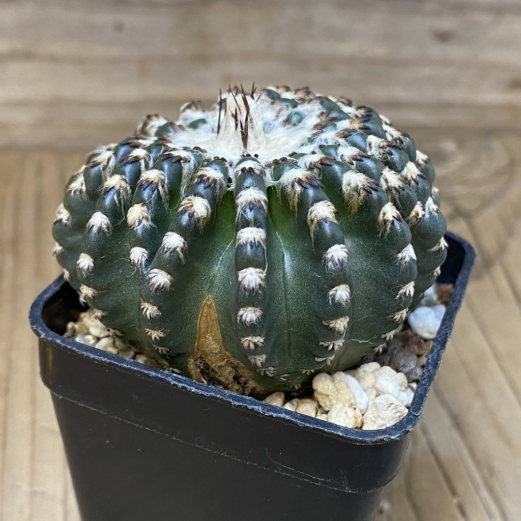 DP27595 Discocactus horstii - Image 3