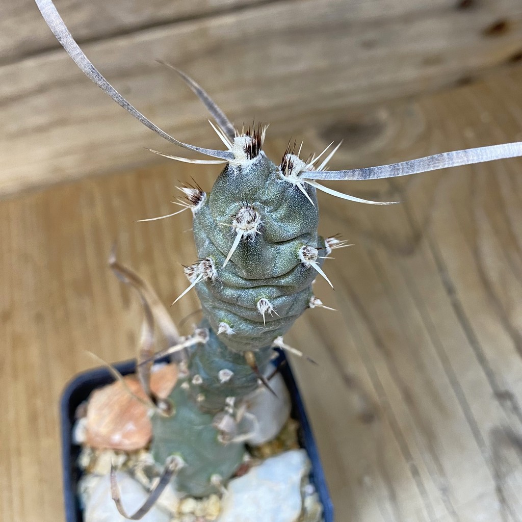 DP27596 Tephrocactus articulatus v. papyracanthus