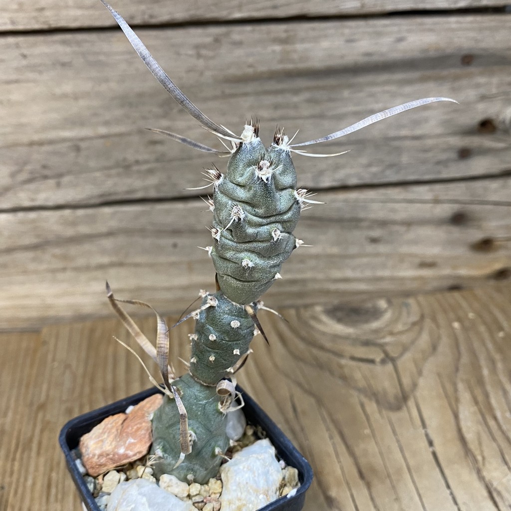 DP27596 Tephrocactus articulatus v. papyracanthus - Image 2