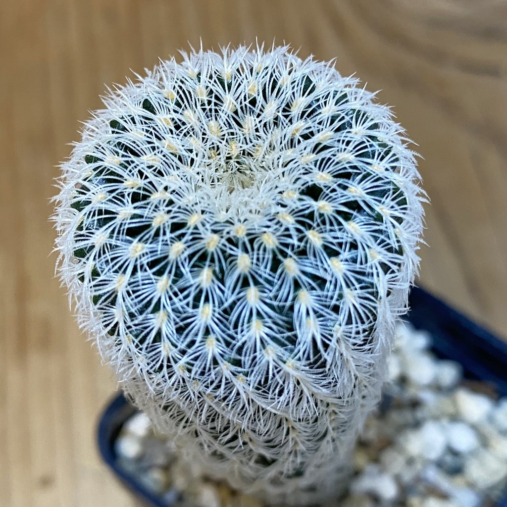 DP27599 Frailea densispina