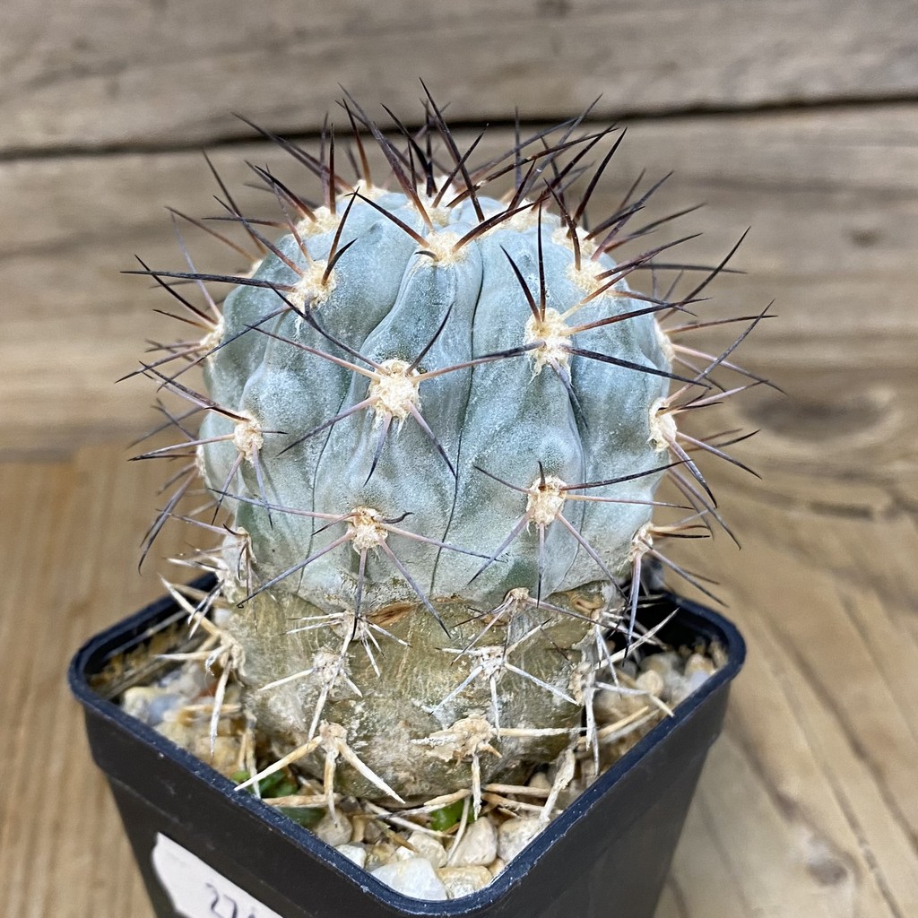 DP27601 Acanthocalycium glaucum - Image 2