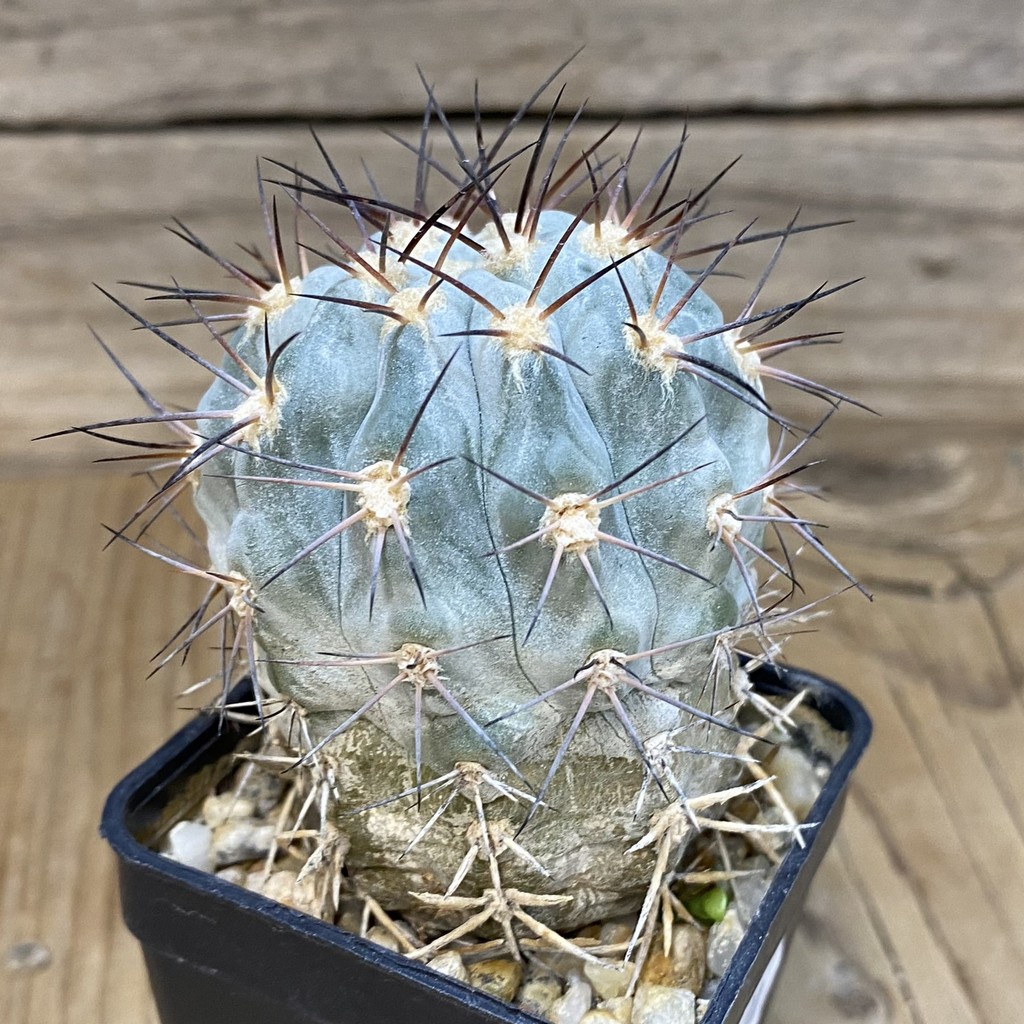 DP27601 Acanthocalycium glaucum - Image 3