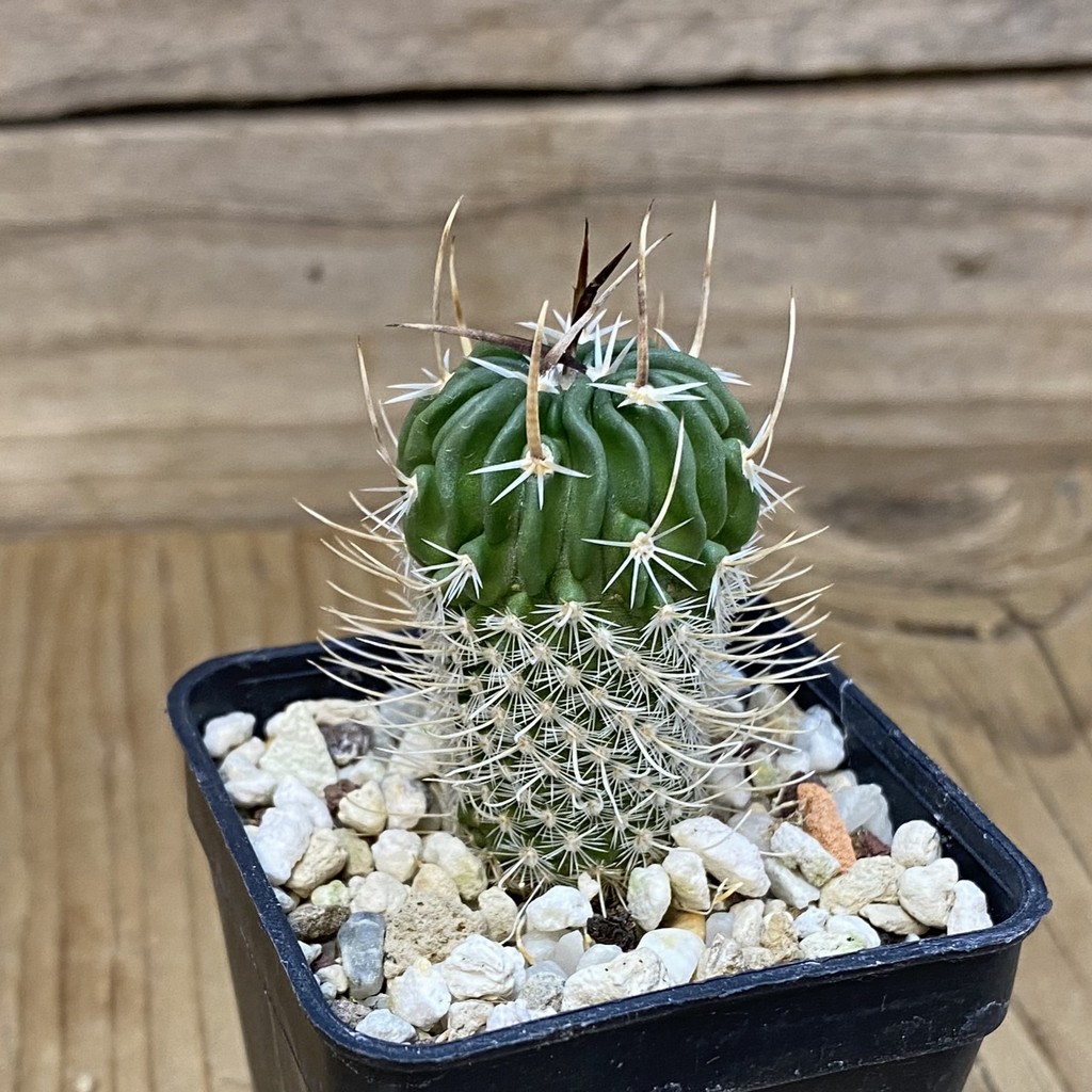 DP27607 Echinofossulocactus zacatecasensis - Image 2