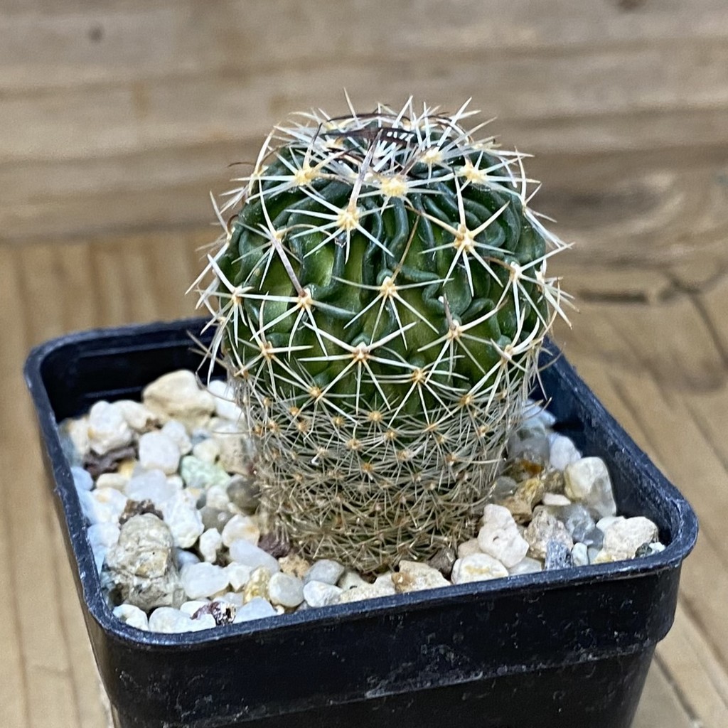 DP27609 Echinofossulocactus sp. CB 011075 - Image 2