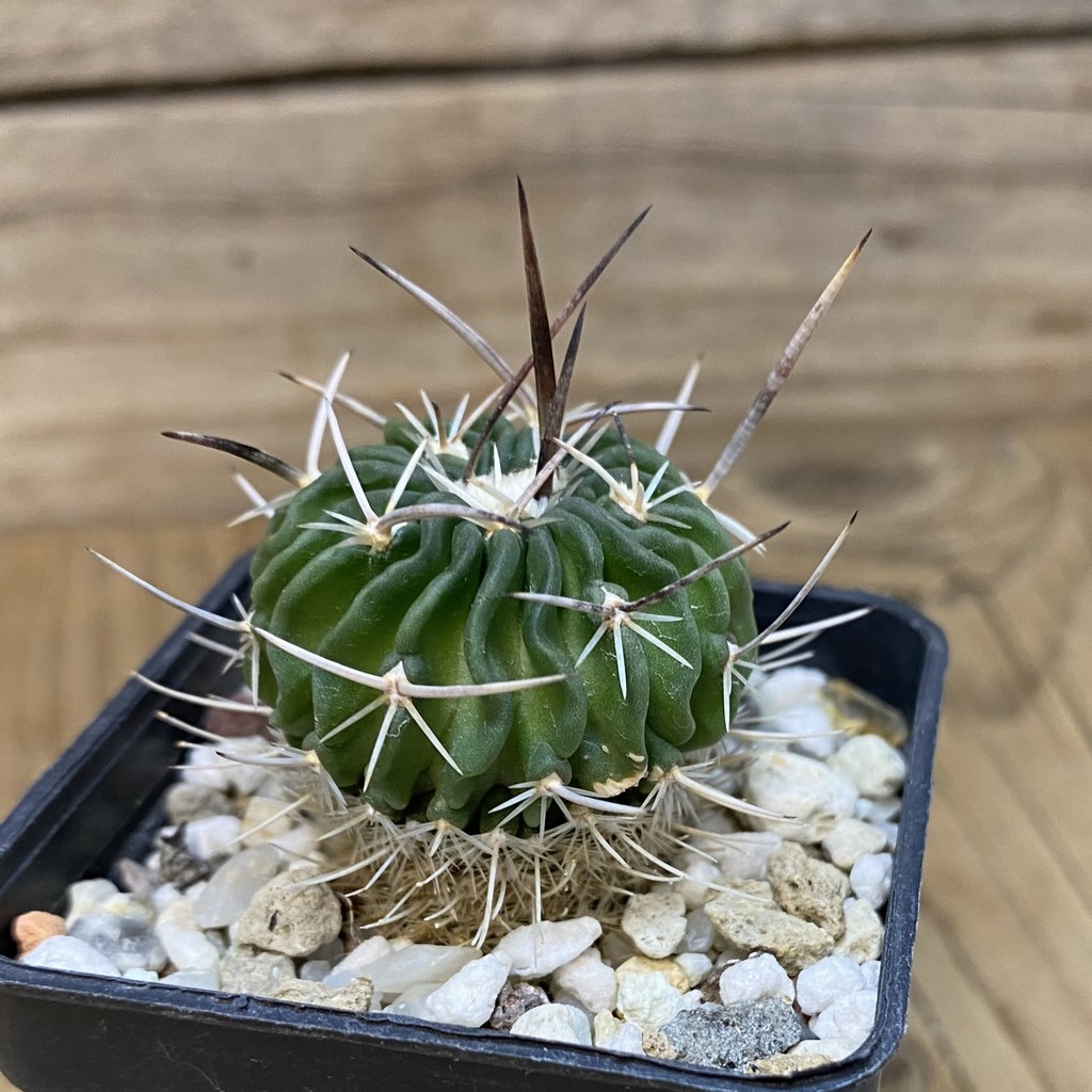DP27610 Echinofossulocactus zacatecasensis - Image 2