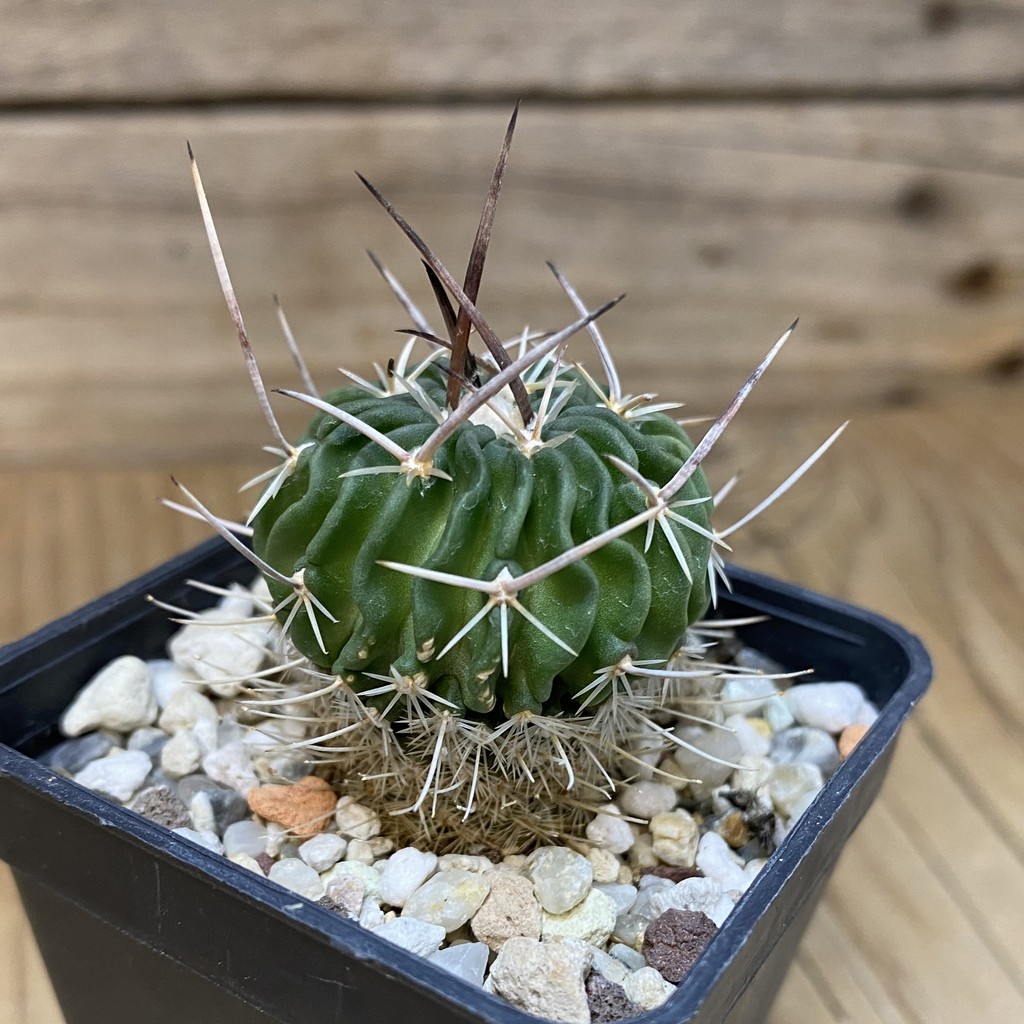 DP27610 Echinofossulocactus zacatecasensis - Image 3