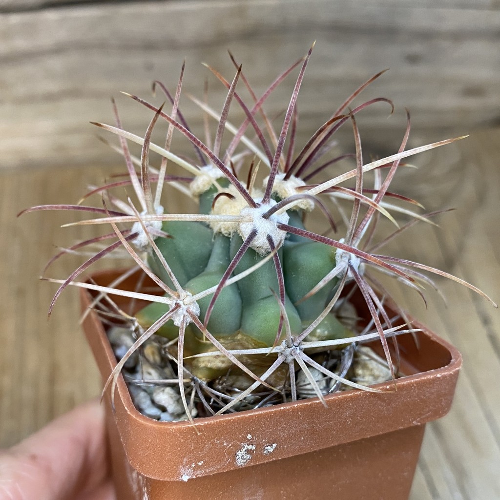 DP27566 Ferocactus emoryi - Image 2