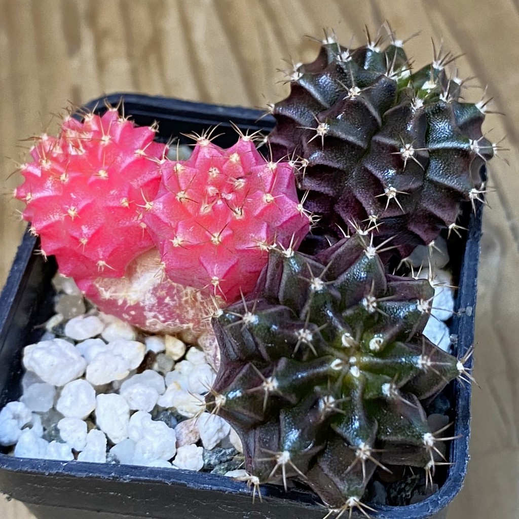 DP27630 Gymnocalycium mihanovichii f. variegata - Image 2