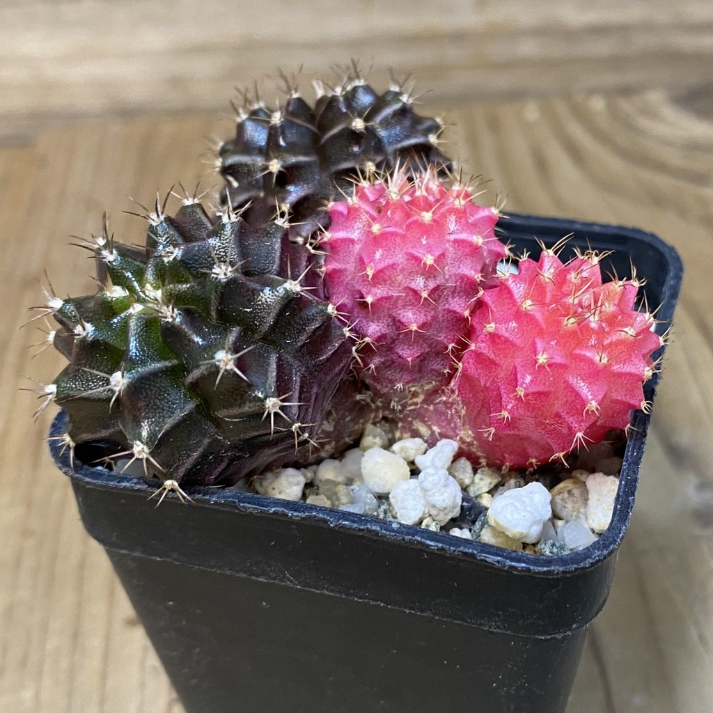DP27630 Gymnocalycium mihanovichii f. variegata - Image 4