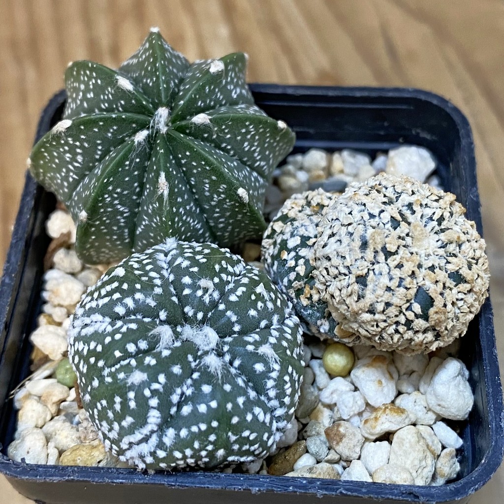 DP27572 Astrophytum asterias mix, 3 plants