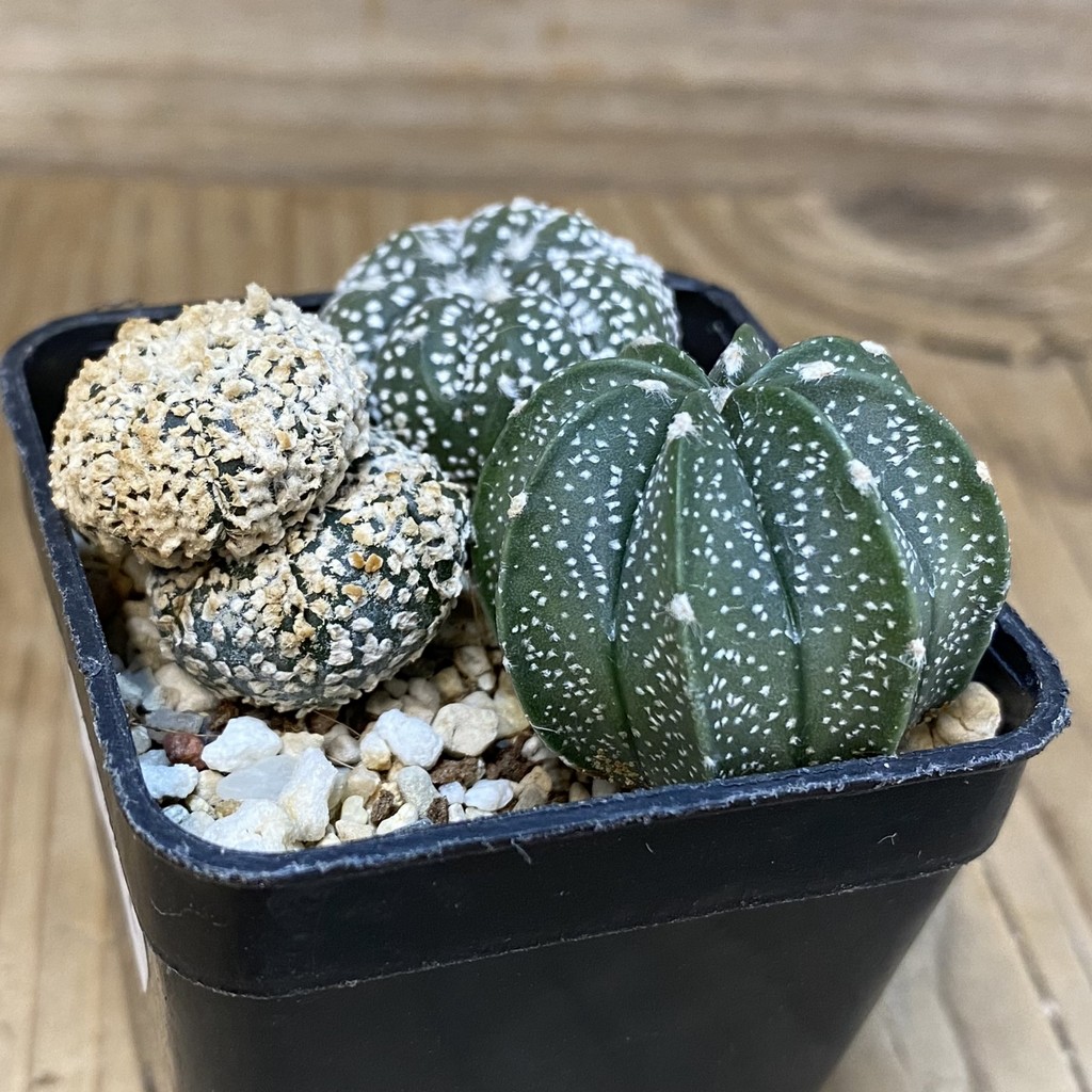 DP27572 Astrophytum asterias mix, 3 plants - Image 2