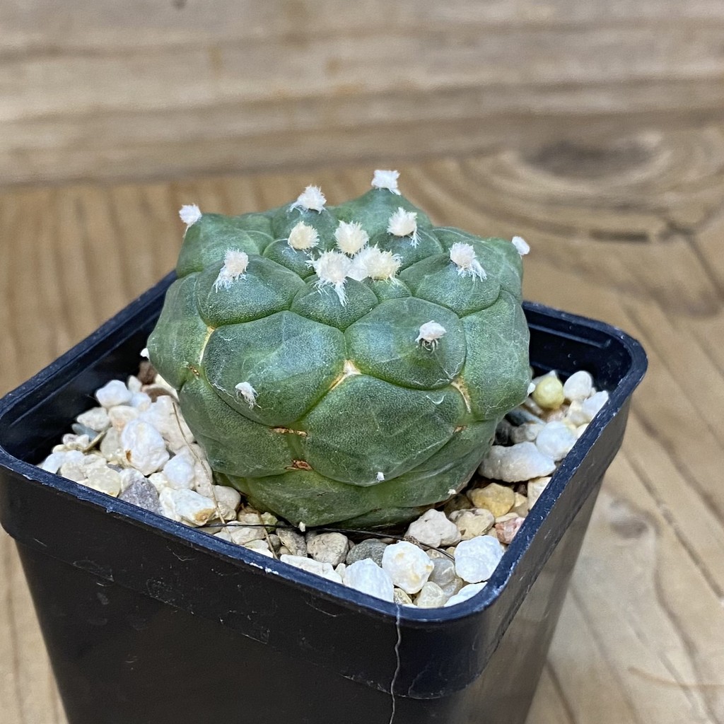 DP27573 Astrophytum asterias 'Kikko' - Image 2