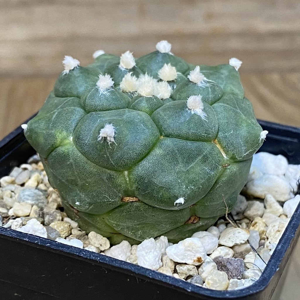 DP27573 Astrophytum asterias 'Kikko' - Image 3