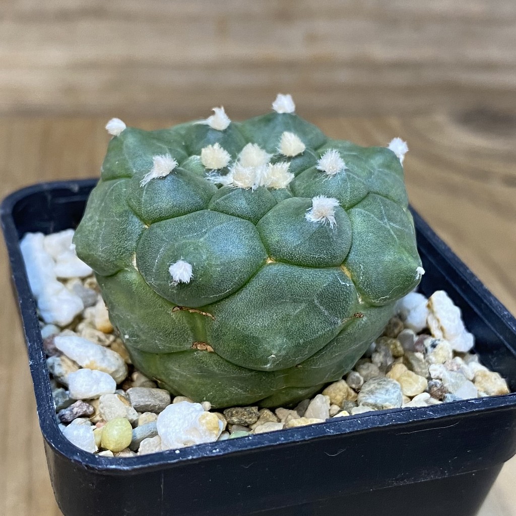 DP27573 Astrophytum asterias 'Kikko' - Image 4