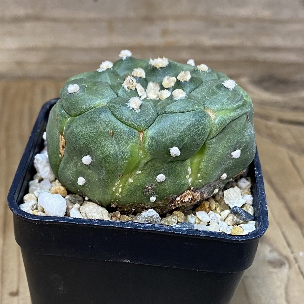 DP27575 Astrophytum asterias ‘Kikko’ - Image 2