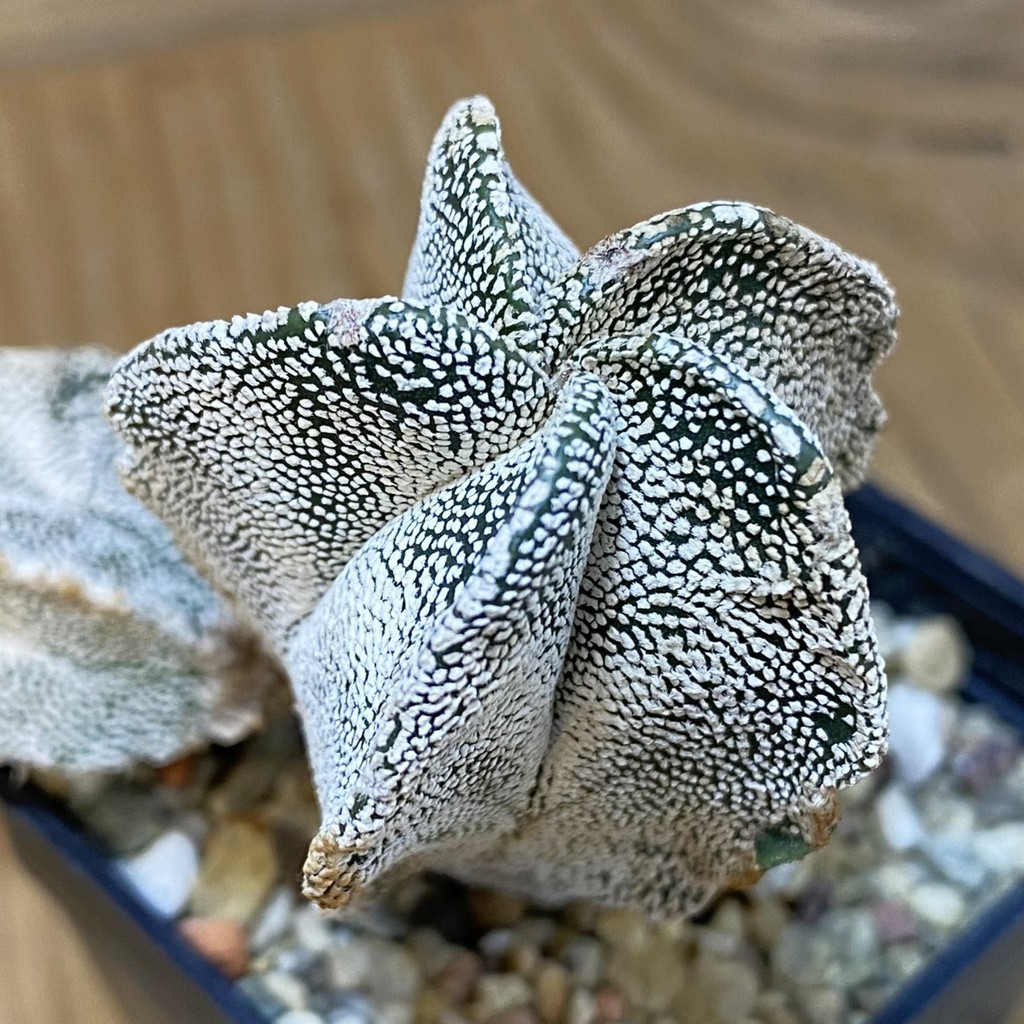 DP27577 Astrophytum myriostigma 'Onzuka'