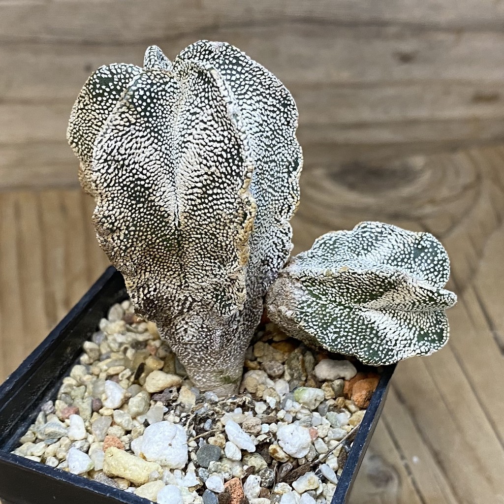 DP27577 Astrophytum myriostigma 'Onzuka' - Image 2