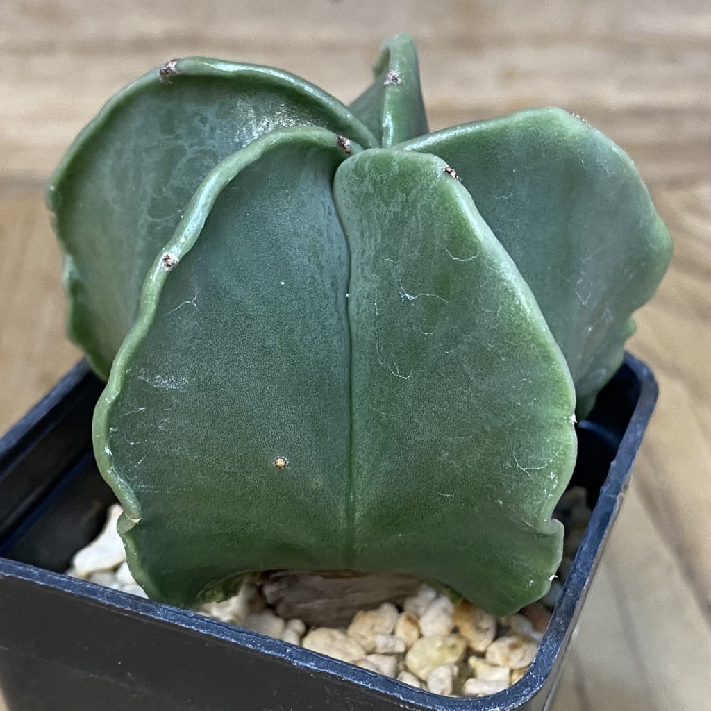 DP27578 Astrophytum myriostigma f. nudum - Image 2