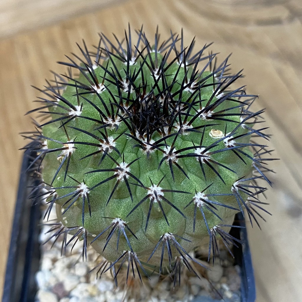 DP27563 Copiapoa longistaminea f. 'Tigrillensis'