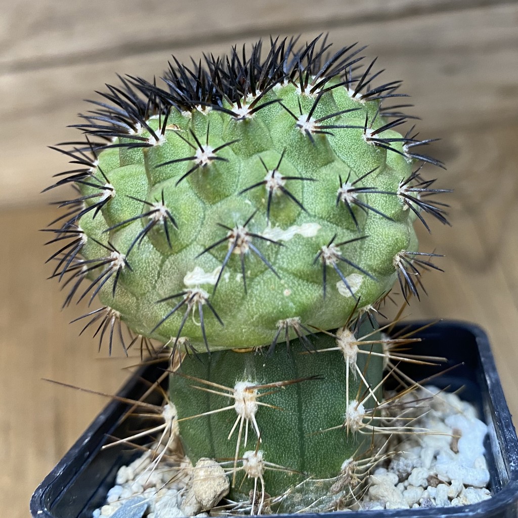 DP27563 Copiapoa longistaminea f. 'Tigrillensis' - Image 2