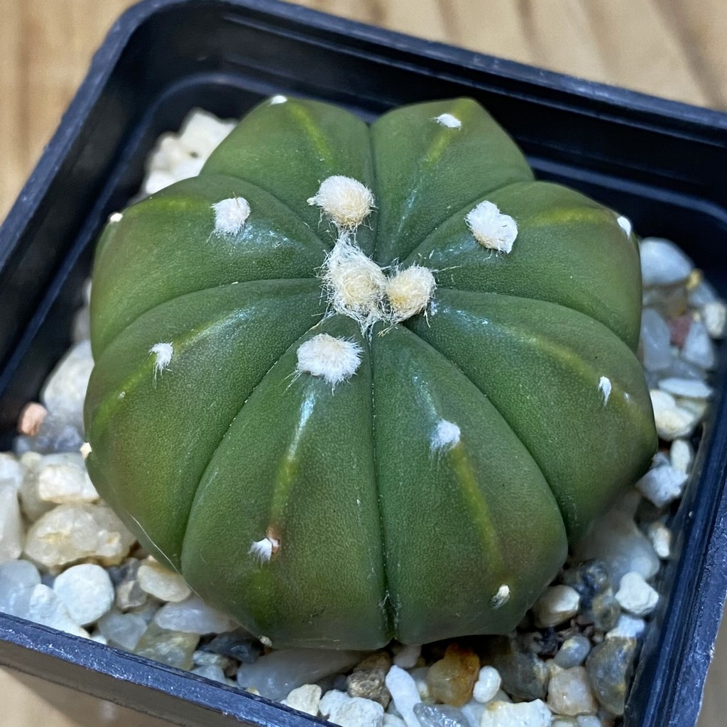DP27583 Astrophytum asterias hybrid