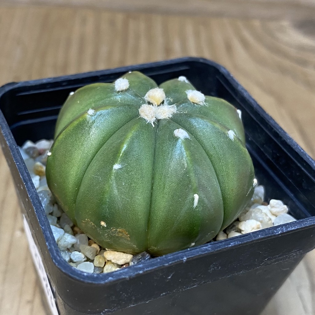 DP27583 Astrophytum asterias hybrid - Image 2