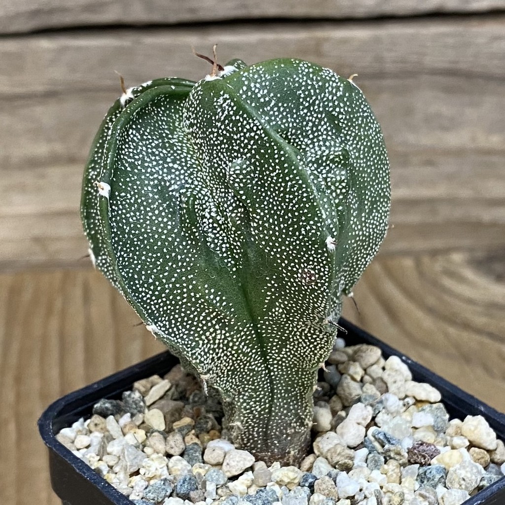 DP27584 Astrophytum myriostigma ‘Fukuryu’ - Image 2