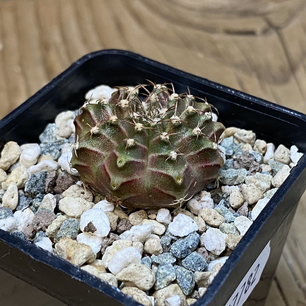 SH27782 Gymnocalycium mihanovichii ‘Neon’ hybrid - Image 2