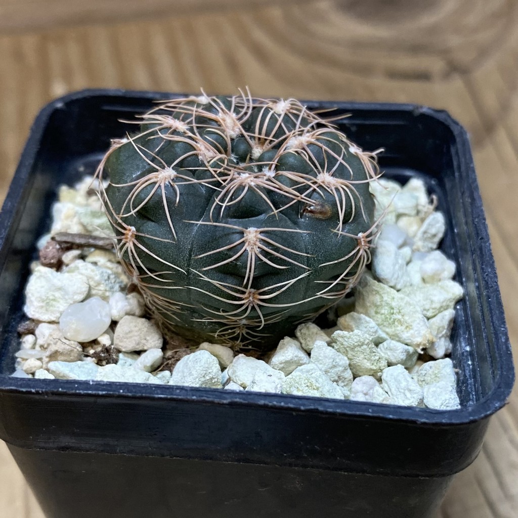 SH27783 Gymnocalycium erinaceum VG 1086 - Image 2