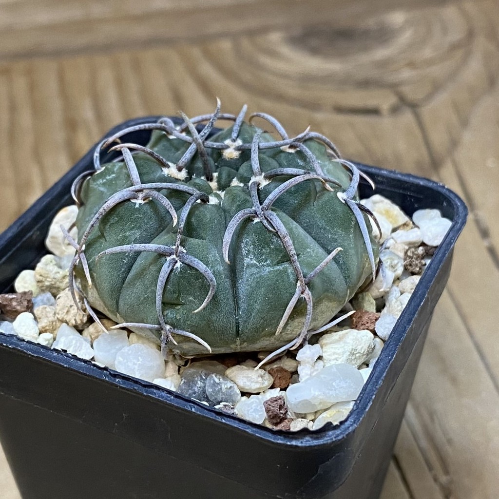 SH27784 Gymnocalycium vatteri -Long spines- - Image 2
