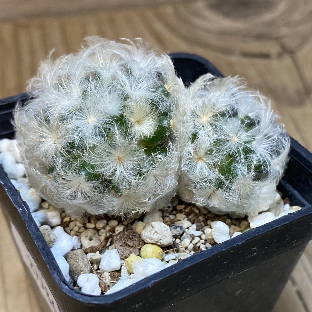 SH27786 Mammillaria plumosa - Image 2