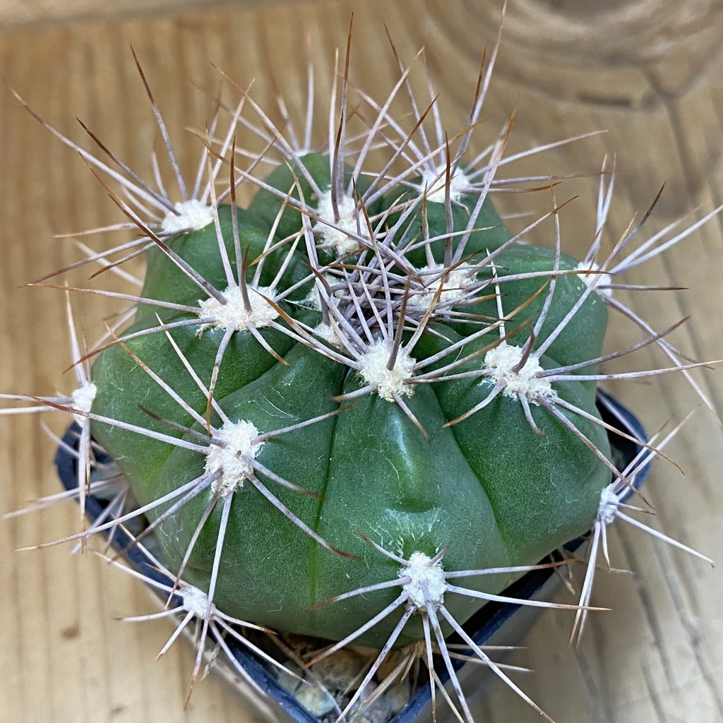 SH27787 Gymnocalycium valnicekianum