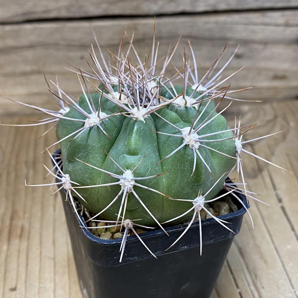 SH27787 Gymnocalycium valnicekianum - Image 2