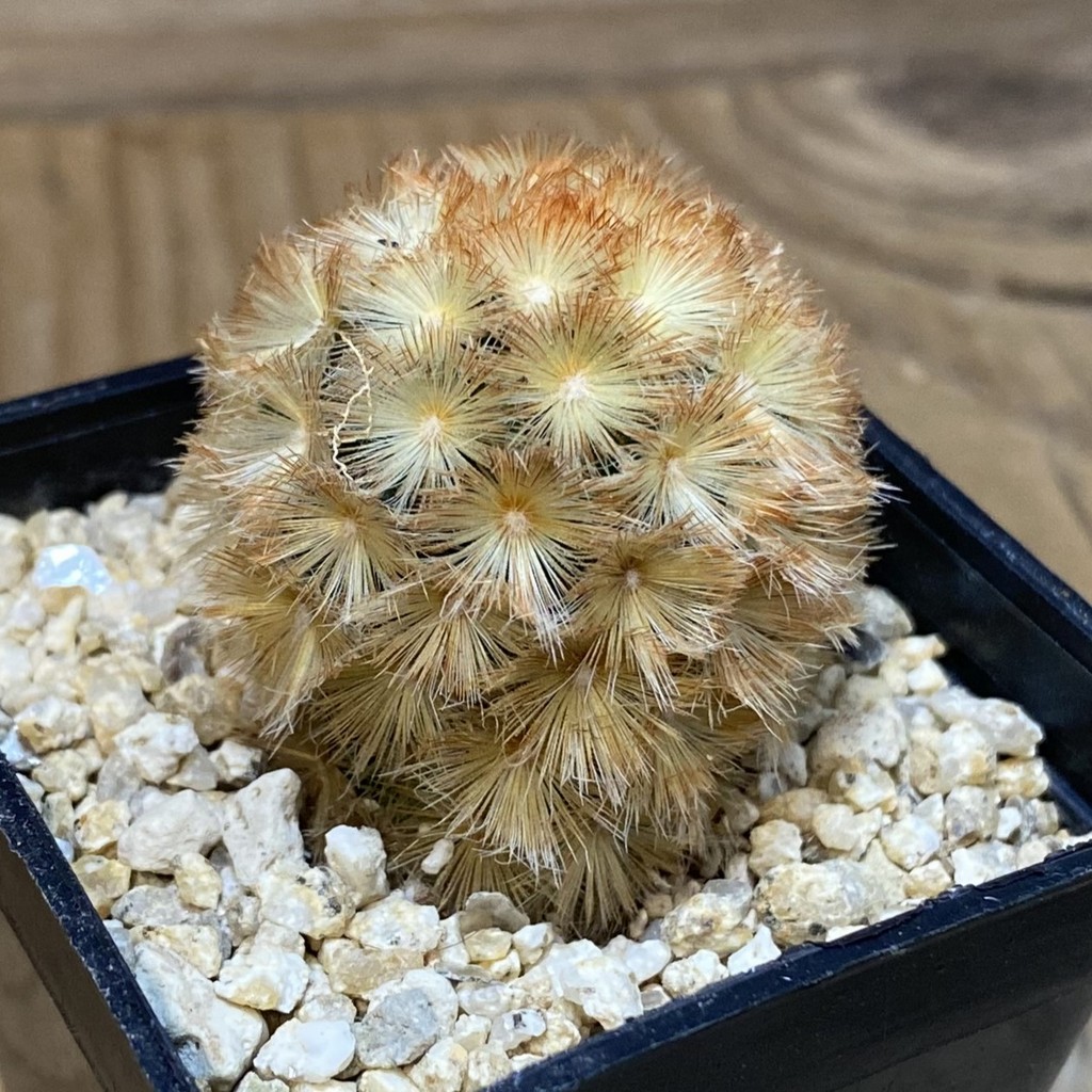 SH27788 Mammillaria carmenae 'Buddha' - Image 2
