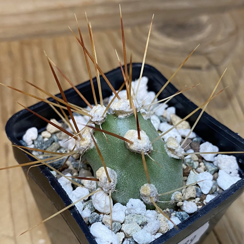 SH27789 Corynopuntia aff. schotti v. brownii