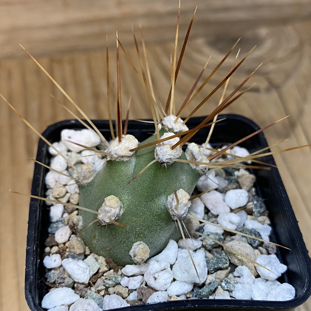 SH27789 Corynopuntia aff. schotti v. brownii - Image 2