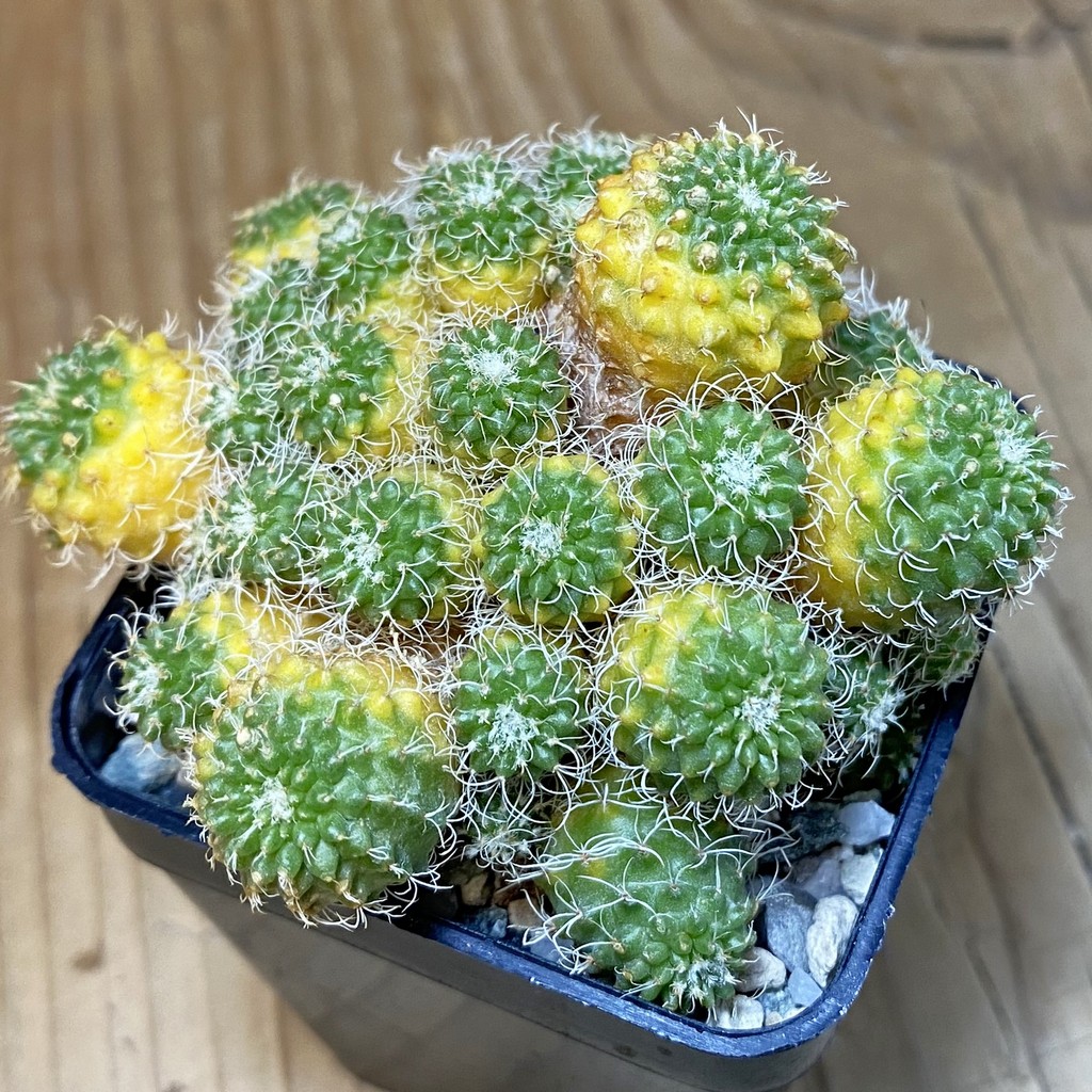 SH19735 Turbinicarpus horripilus f. monstrosa