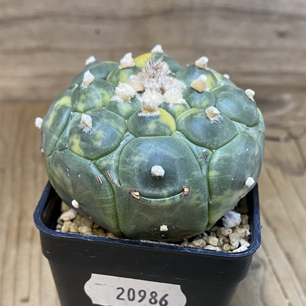 SH20986 Astrophytum asterias ‘Kikko’ f. variegata - Image 2