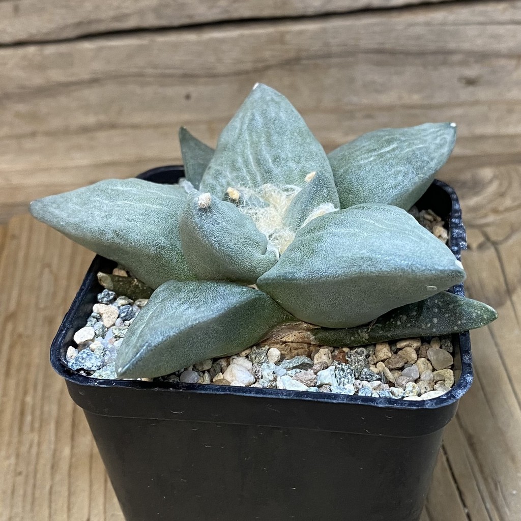 SH23261 Ariocarpus retusus hybrid, seedling, own roots - Image 2