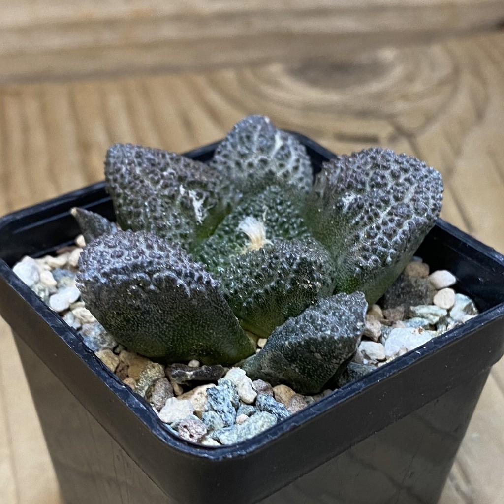 SH23575 Ariocarpus fissuratus ‘Godzilla’ hybrid, seedling, own roots - Image 2
