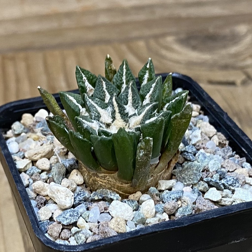 SH23306 Ariocarpus kotschoubeyanus hybrid, own roots - Image 2