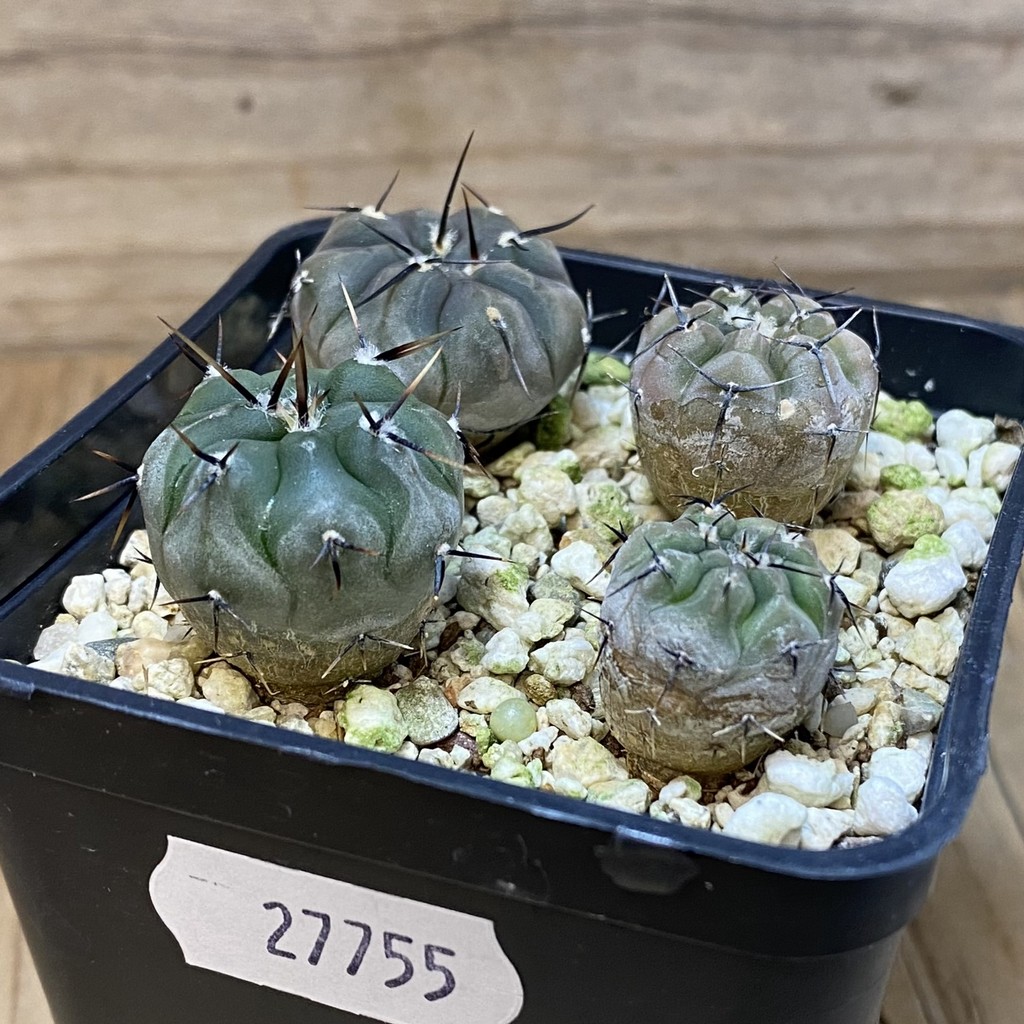 SH27755 Gymnocalycium esperanzae VG 1306 x Gymnocalycium esperanzae VG 1242, 4 plants - Image 2