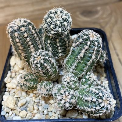 SH27758 Gymnocalycium bruchii, 2 plants
