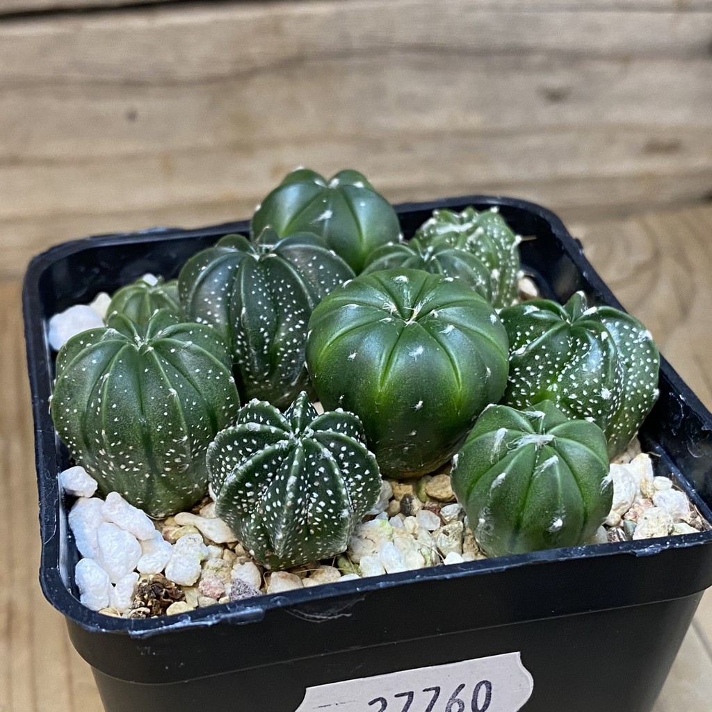 SH27760 Astrophytum asterias mix hybrid - Image 2